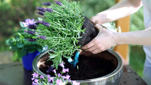 Czy warto kupować byliny ogrodowe w internecie?