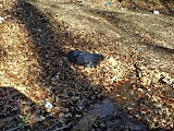 Wyrzucają śmieci w lesie w Rościszowie