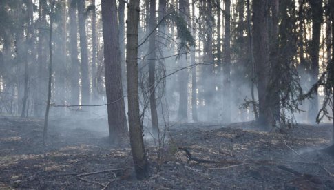 Kolejny pożar lasu