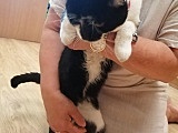 Znaleziono kota w Bielawie