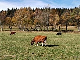 Kolorowa jesień w Górach Sowich