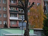 Przycinanie drzew w Bielawie