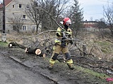 Powalone drzewo zablokowało drogę w dolnych Pieszycach