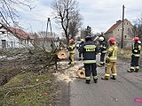 Powalone drzewo zablokowało drogę w dolnych Pieszycach