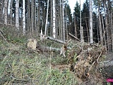 Las w Rościszowie po wiatrach