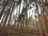Las w Rościszowie po wiatrach