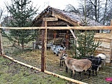 Żywa szopka bożonarodzeniowa w Ostroszowicach
