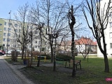 Drzewa do wycięcia czy przycięcia na terenie bielawskiej Spółdzielni Mieszkaniowej?