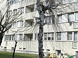 Drzewa do wycięcia czy przycięcia na terenie bielawskiej Spółdzielni Mieszkaniowej?