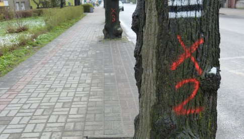 Piława Górna: mieszkańcy interweniują w sprawie drzew