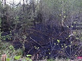 Pożar lasu na Radunii