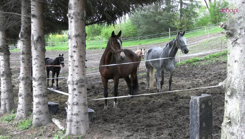 zlany ośrodek jeździecki w Podlesiu