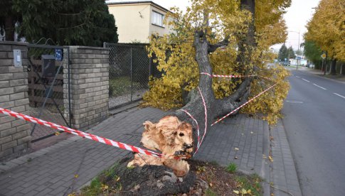 Silny wiatr powalił drzewo na ulicy Staszica w Dzierżoniowie