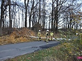 Powalone drzewo na drodze Myśliszów - Kielice