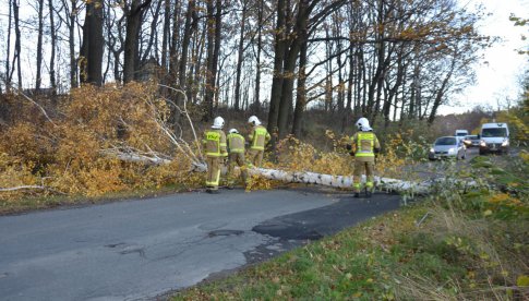 Powalone drzewo na drodze Myśliszów - Kielice