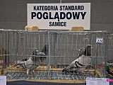 Wystawa gołębi pocztowych w Dzierżoniowie