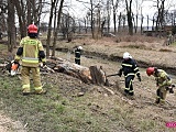 Piława Dolna: strażacy usuwali drzewo naruszone przez wiatr