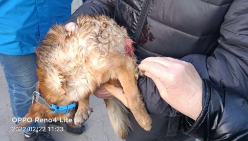 Pies zagryziony w Dzierżoniowie