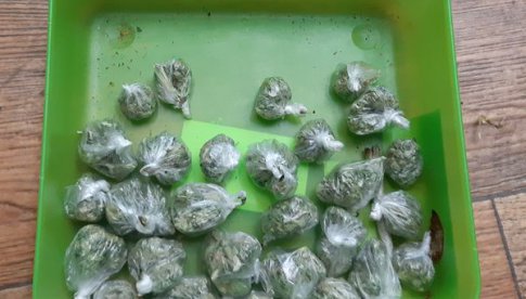 Dzierżoniowscy policjanci zabezpieczyli ponad 100 porcji marihuany