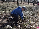 Sprzątanie cmentarza ewangelickiego w Dzierżoniowie