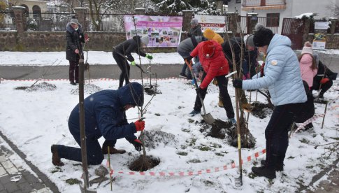 Lilakowa Aleja Przedsiębiorców w Dzierżoniowie