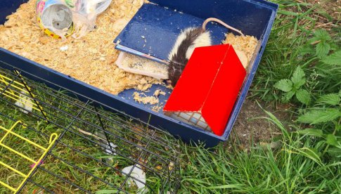 Ktoś wyrzucił domowego szczurka z klatką na śmietnik