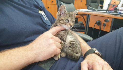 Dwa małe kotki znalezione przy śmietniku w Dzierżoniowie