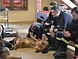 Strażacy szkolili się z udzielania pierwszej pomocy psom
