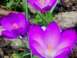 Oznaki wiosny na os. Różanym w Dzierżoniowie