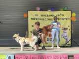III Wystawa Psów Niekoniecznie Rasowych
