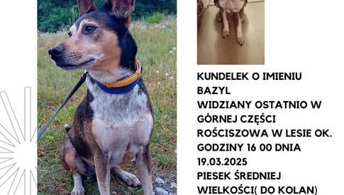 Zaginął pies!