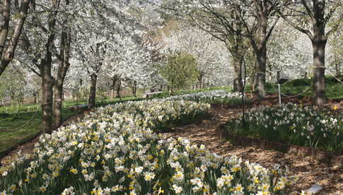 Arboretum w Wojsławicach