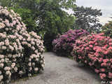 Majowe Arboretum w Wojsławicach
