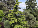 Majowe Arboretum w Wojsławicach