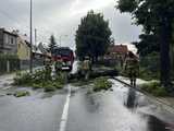 Powalone drzewo blokowało ul. Staszica w Dzierżoniowie