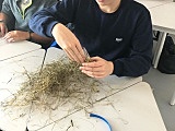 grafika