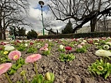 Pierwsze wiosenne kwiaty w Świdnicy