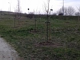 Nowe drzewa w Parku Harcerskim