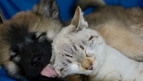 Badania tysięcy próbek potwierdzają, że psy i koty nie przenoszą koronawirusa