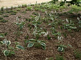 Park historyczny