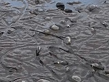 [FOTO] Wędkarze załamani śniętymi rybami i martwymi małżami w zalewie