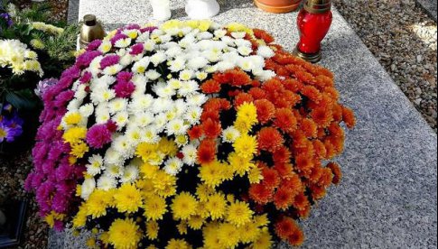 KOWR odkupi od producentów chryzantemy w Strzegomiu. W Żarowie zorganizują Targ Kwiatów