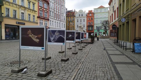 Śmieciowe „skarby Bałtyku” na wystawie w Świdnicy