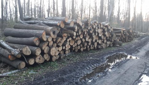 [FOTO] Wycinają las: mieszkańcom i radnym żal, leśnicy tłumaczą