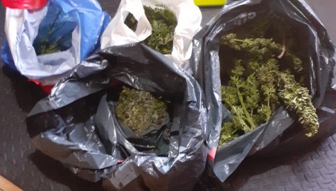 [FOTO] Kolejne kilogramy marihuany trafiły do policyjnego depozytu