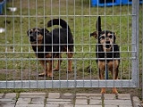 Kiermasz na Pogodnej 3 - pożegnanie lata ze schroniskiem dla zwierząt