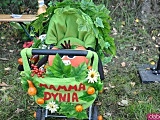 Święto Dyni w Wierzbnej 
