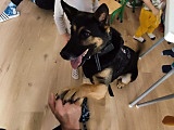 Policjant ze swoim czworonożnym partnerem wizytowali w świdnickim żłobku