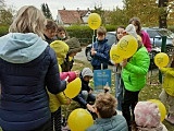 [FOTO] Uroczyste sadzenie żonkili w Szkole Podstawowej Integracyjnej w Cierniach