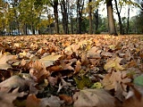 Jesienny spacer